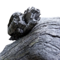 Gnarled trees, Aletsch Switzerland 2